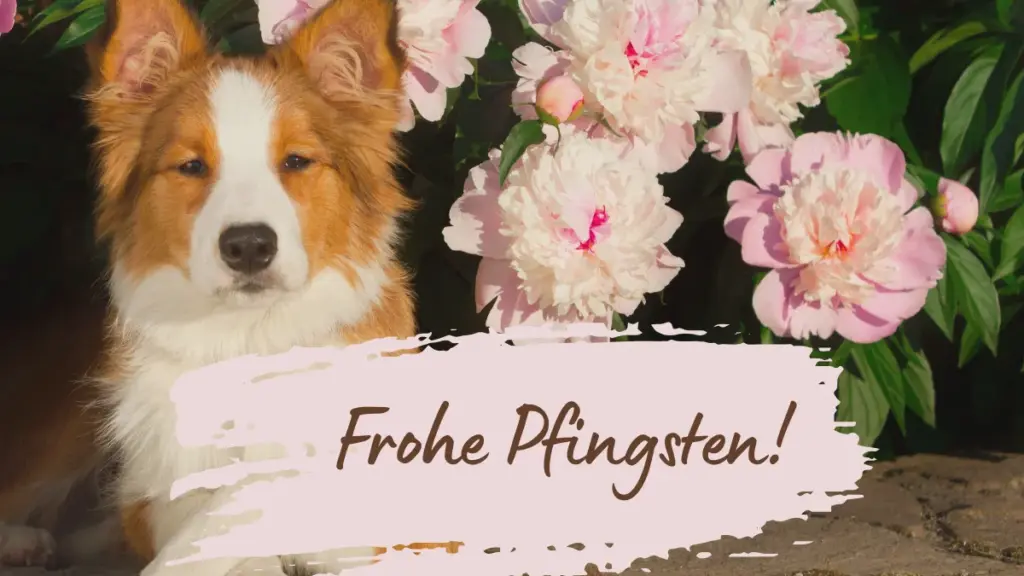 Vrolijk Pinksteren: Grappige Spreuken & Beelden die meteen een goed humeur brengen